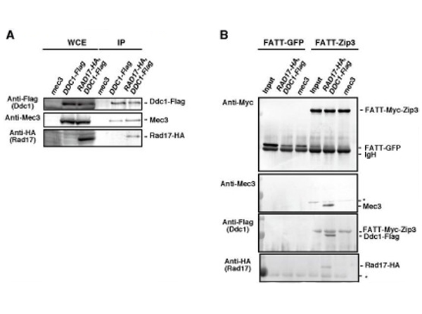 Immunoprecipitation using TrueBlot Mouse IgG Biotin